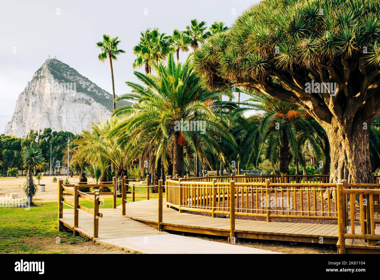 Rock of Gibraltar, view from La Línea de la Concepción. Famous Tree Drago Centenario located in Public Park. La Línea de la Concepción Spain. - Stock Image