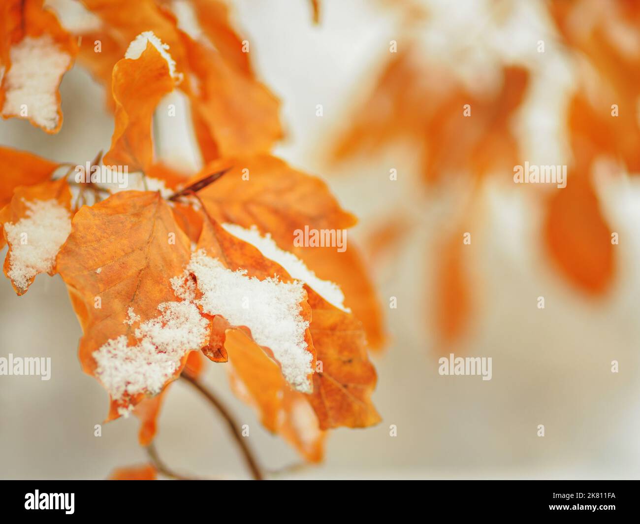 dry yellow leaves on a tree branch covered with snow in a winter season, close up photo Stock Photo