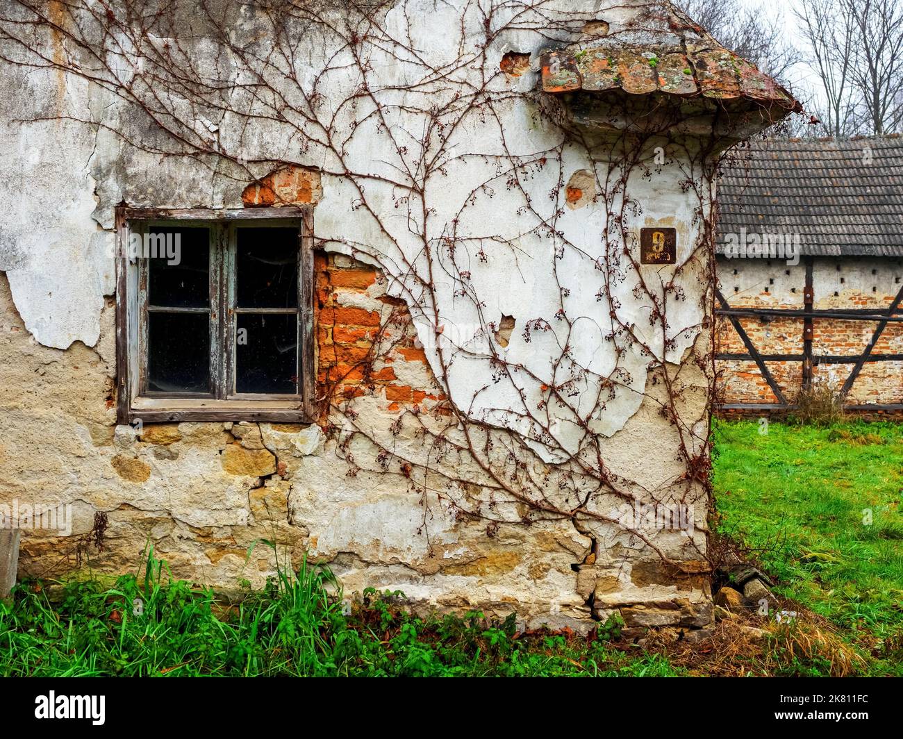 abandoned old countryside house with cracked walls with ivy on it Stock Photo