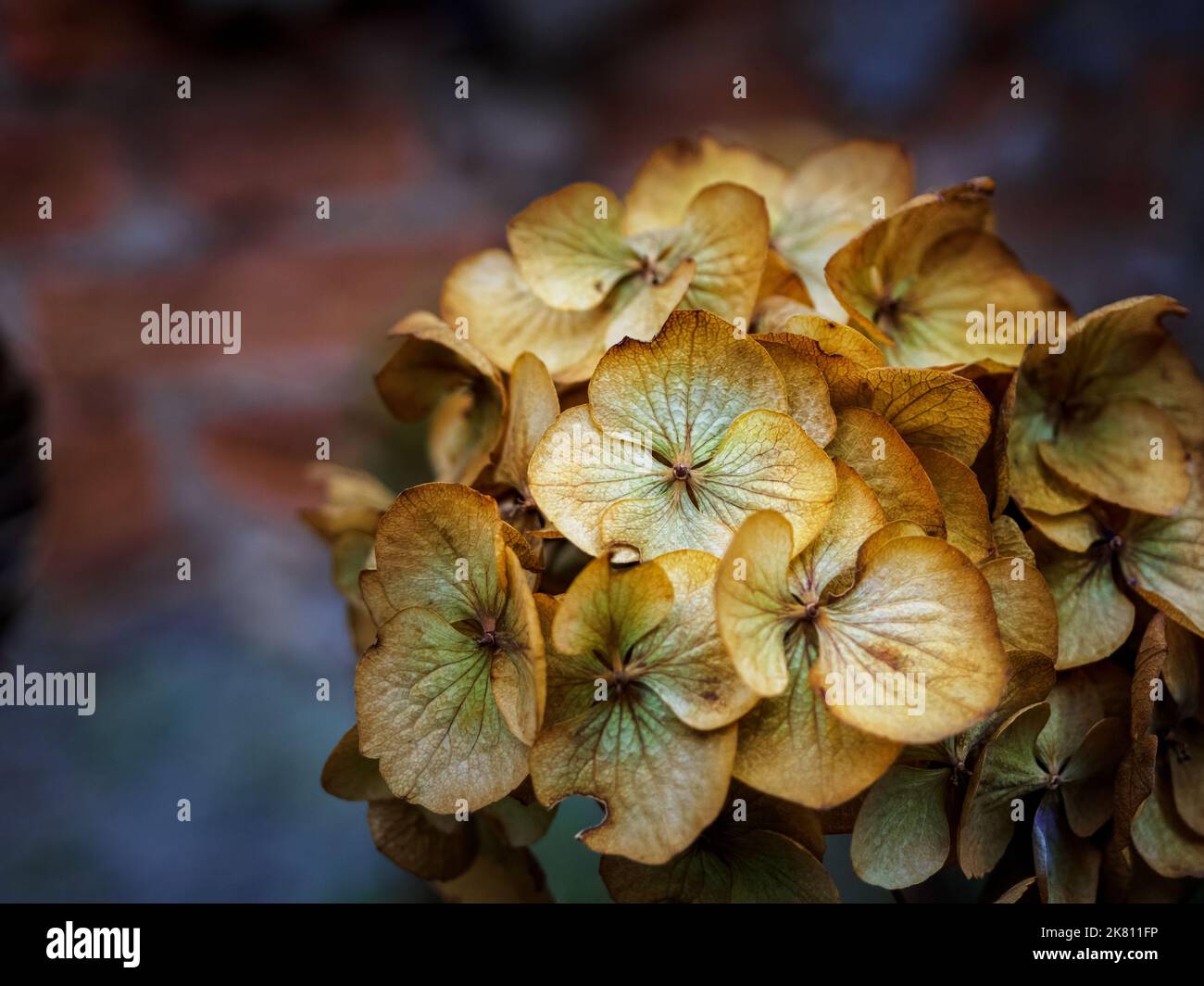 dry hydrangea flowers, close up photo with copy space Stock Photo