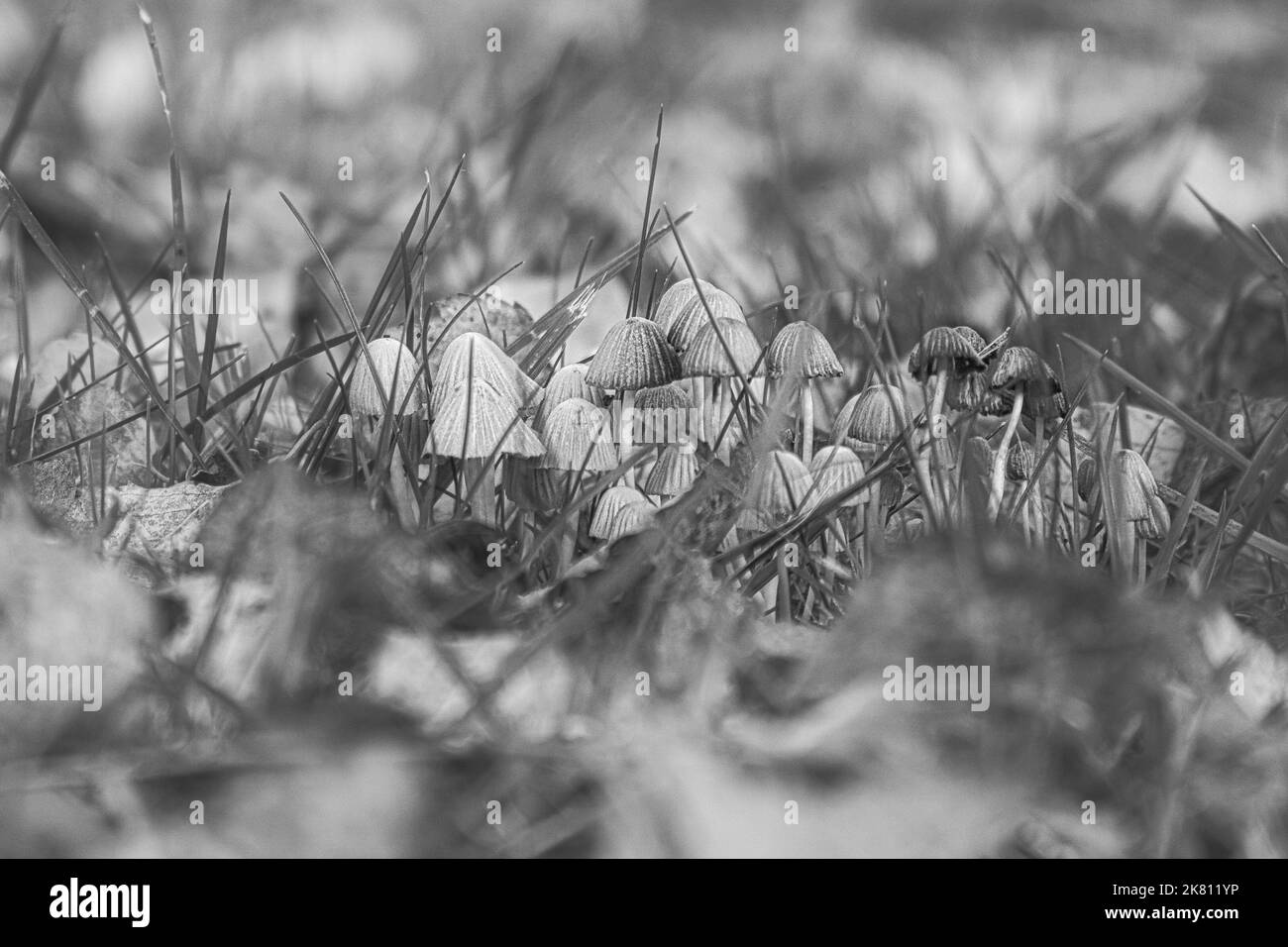 A group of filigree small mushrooms, taken in black and white, on the forest floor in soft light. Macro shot from nature Stock Photo