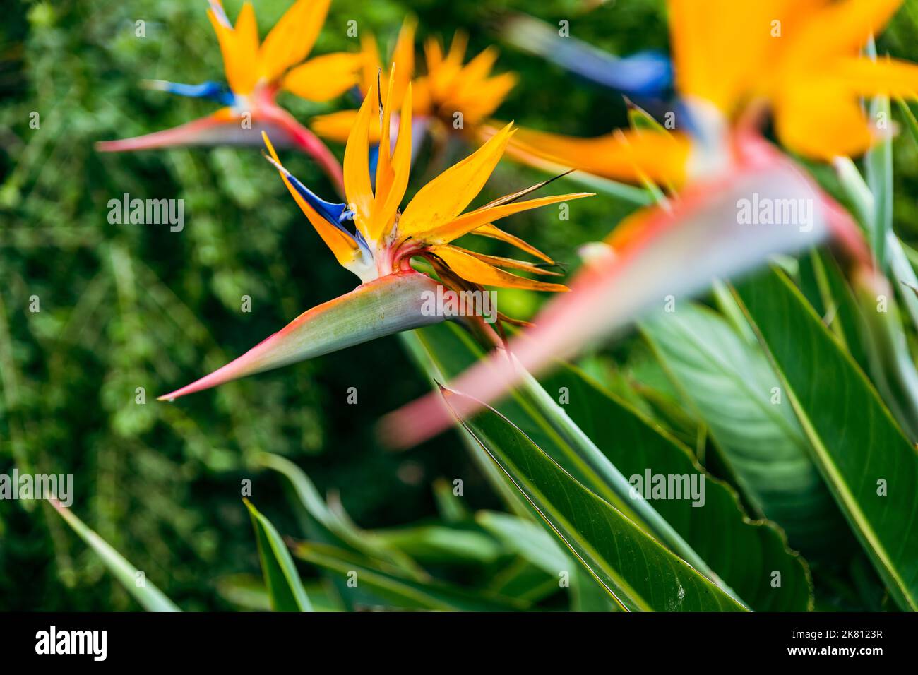Strelitzia. Bird of Paradise Flower in a Nature Garden, Abstract. Macro, shallow depth of field, texture background, flower close-up. Stock Photo
