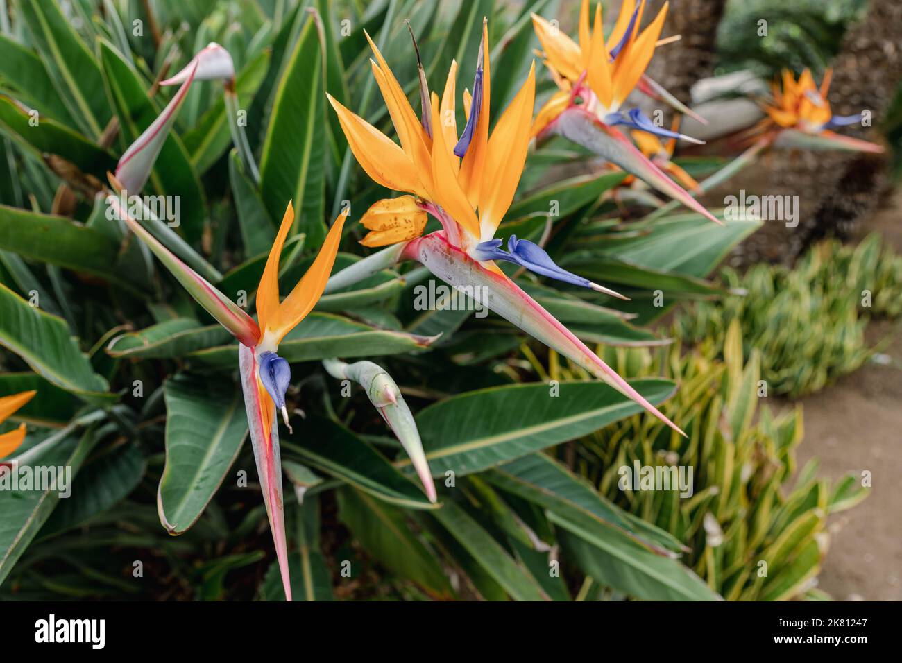 Strelitzia. Bird of Paradise Flower in a Nature Garden, Abstract. Macro, shallow depth of field, texture background, flower close-up. Stock Photo