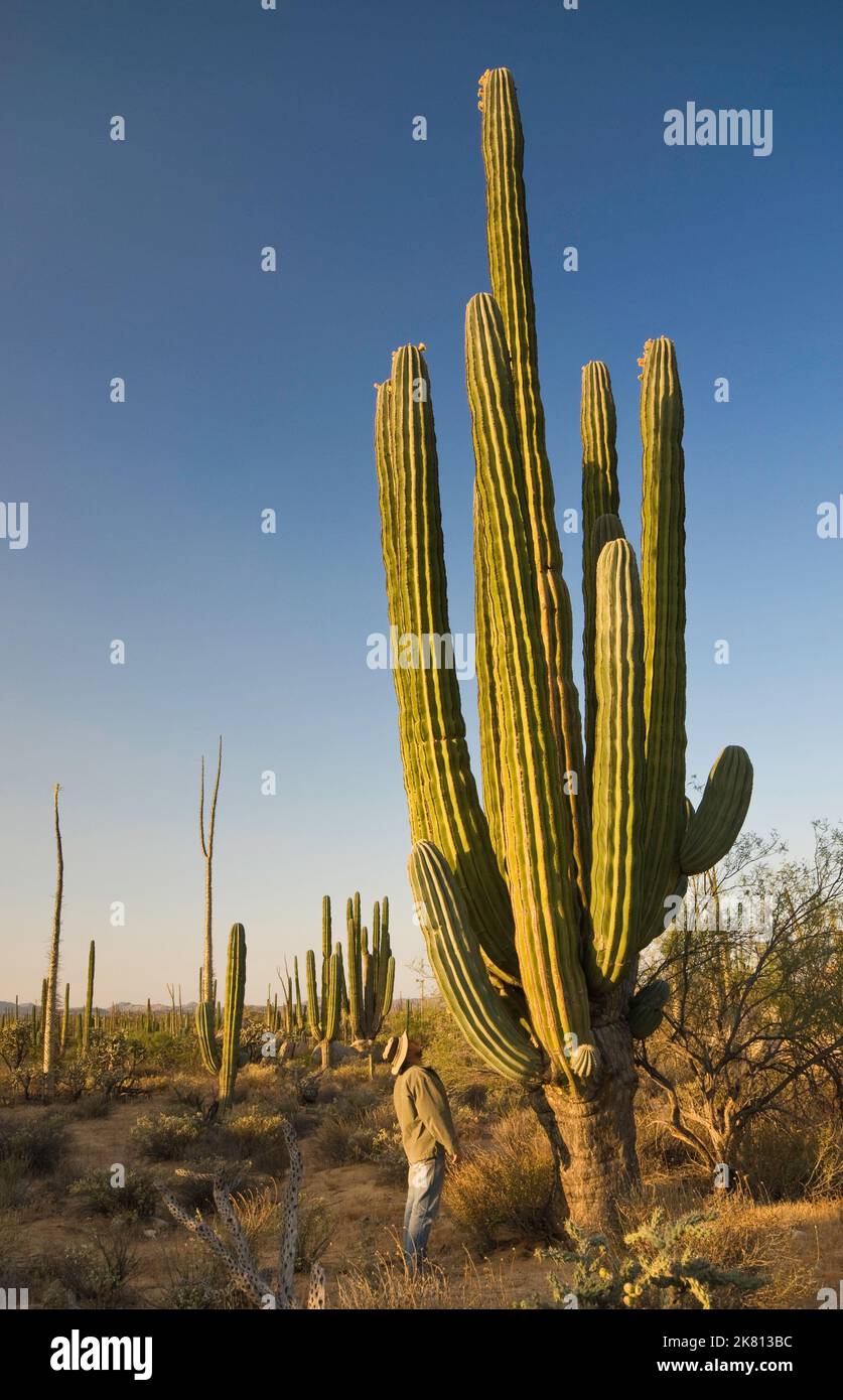 Cirio trees and cardon cacti near Catavina, Baja California, Mexico Stock Photo