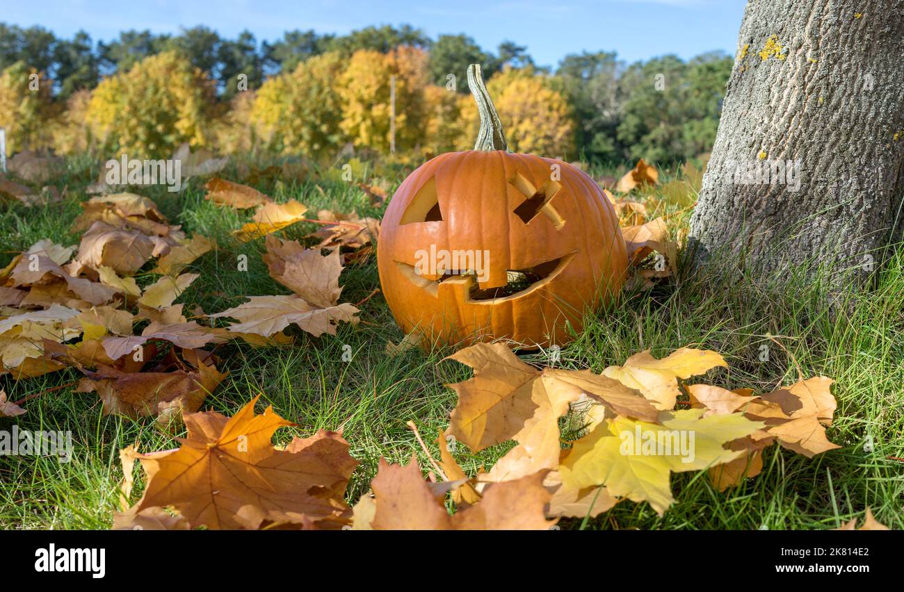 Carved Halloween pumpkin with a grinning face stands on the tree Stock Photo