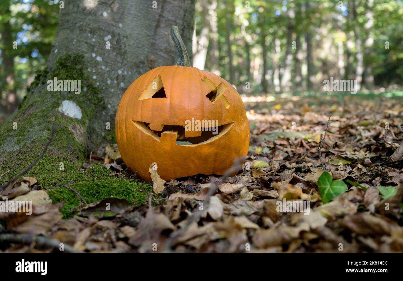 Carved Halloween pumpkin with a grinning face stands on the tree Stock Photo