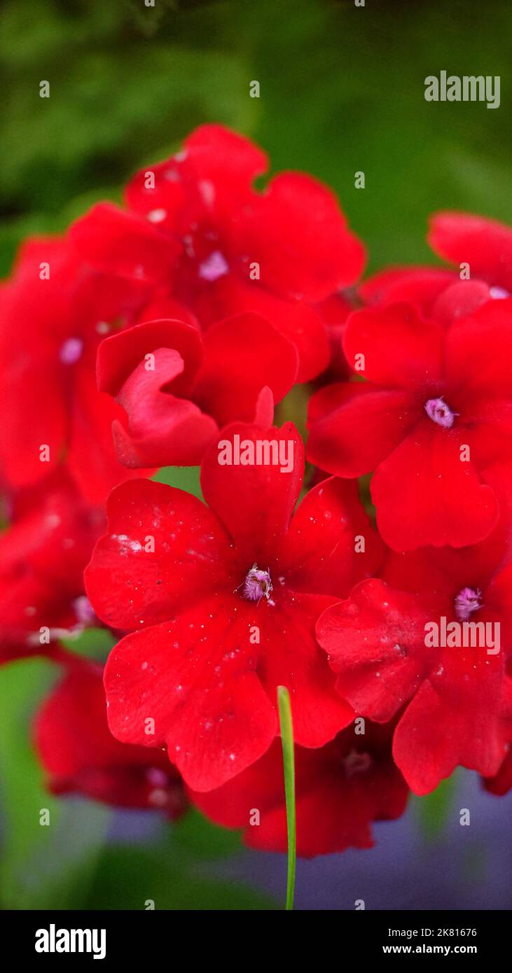A bunch of red verbena flowers close-up on a summer day Stock Photo