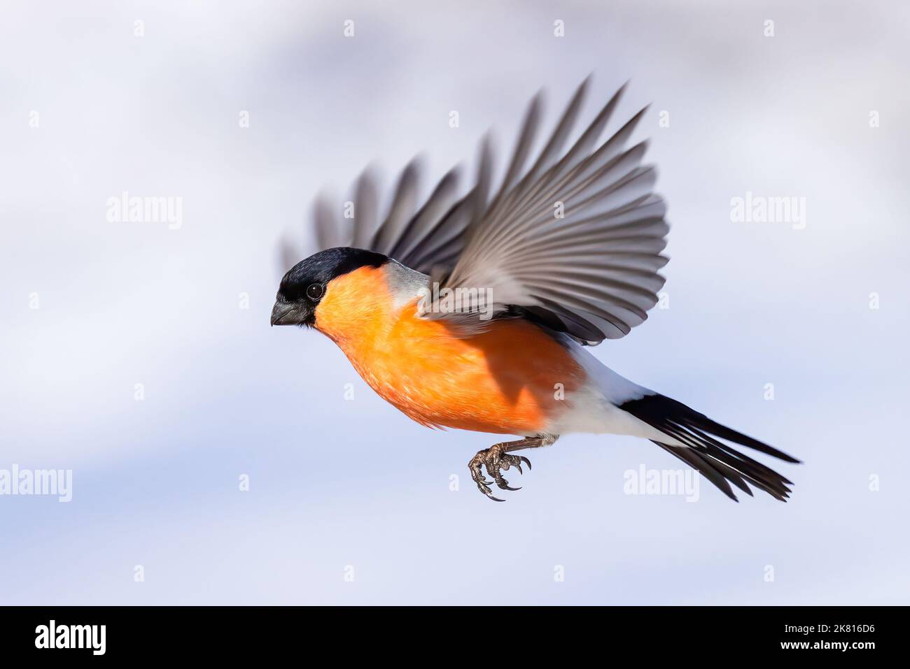 Eurasian bullfinch Stock Photo