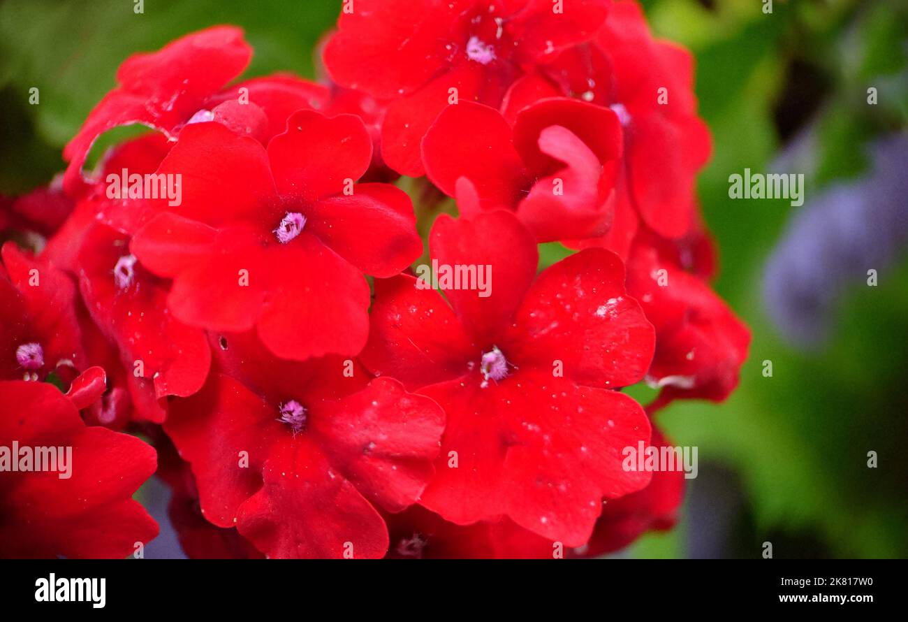 A bunch of bright red verbena flowers on a summer day Stock Photo