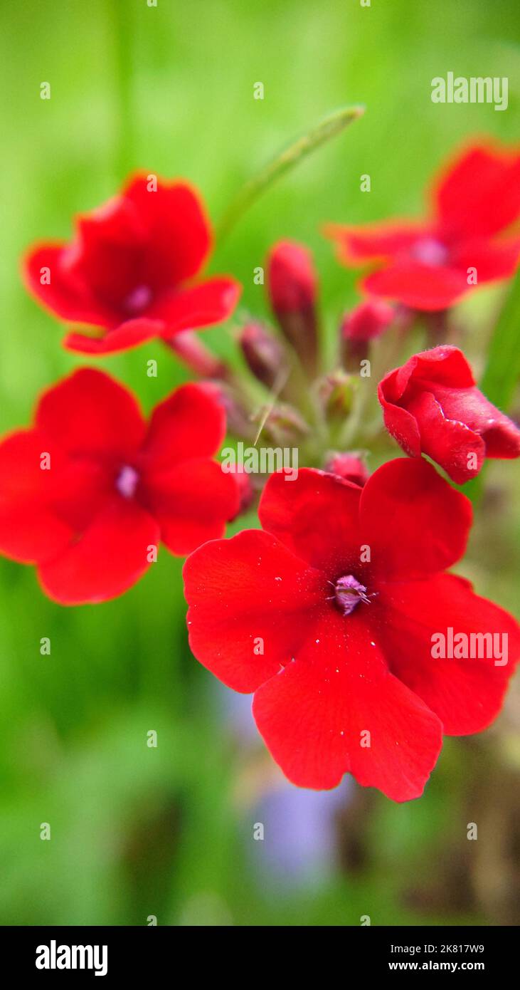 Bright red verbena flowers on a summer day on a grass background Stock Photo