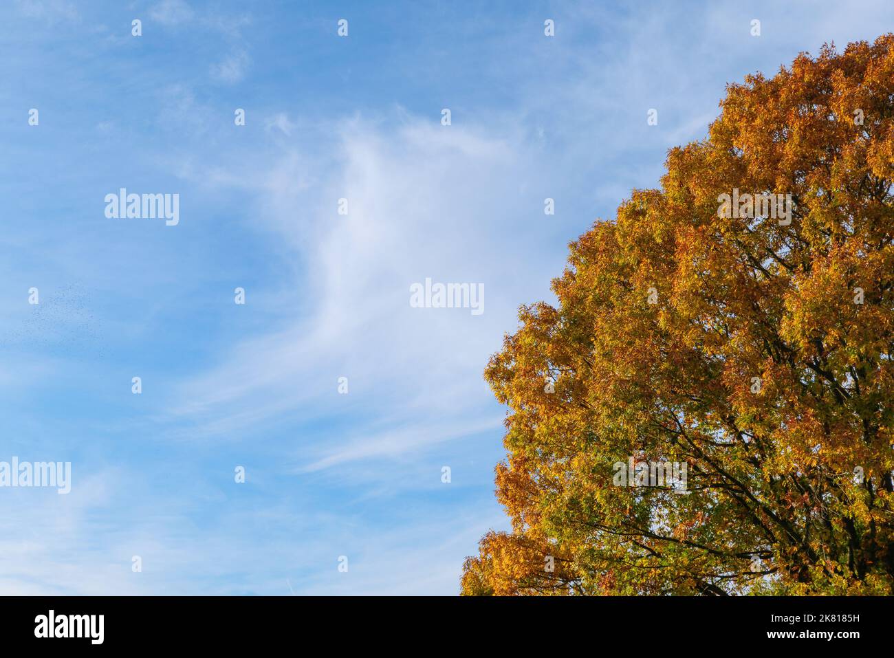 Partial view of tree with orange autumn leaves against blue sky with a ...