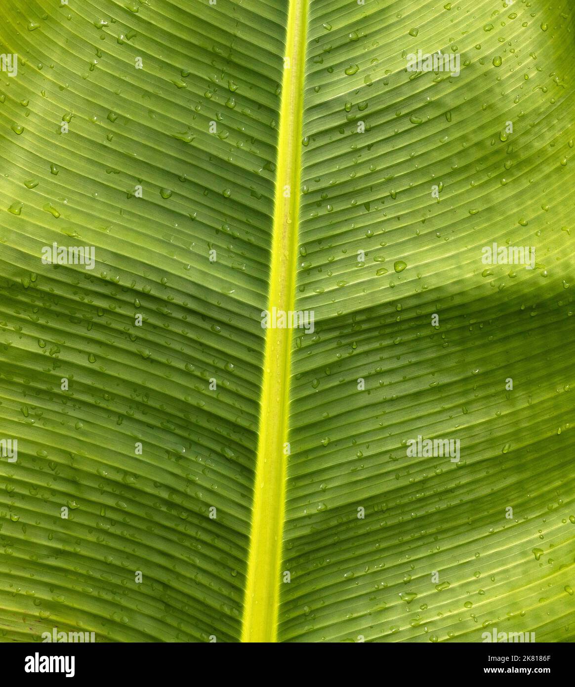Fresh green leaf of banana plant - Musa × paradisiaca Stock Photo