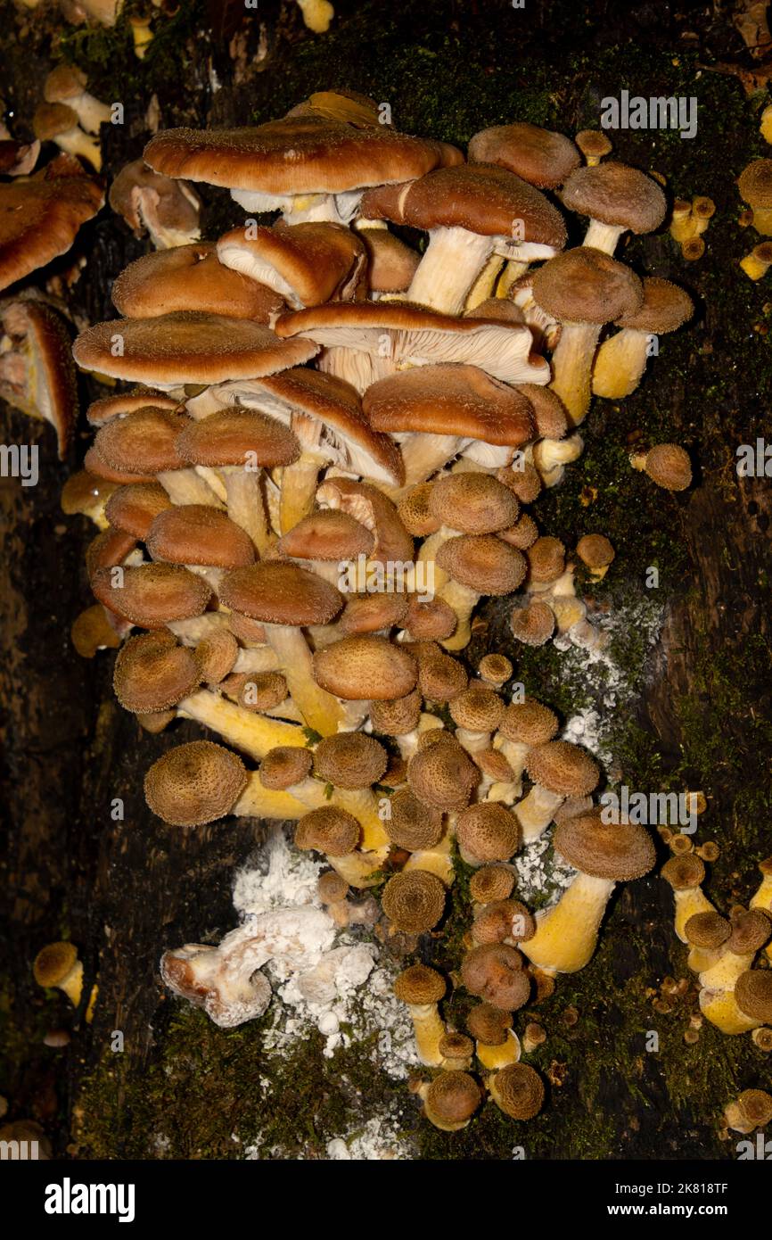 Many honey mushrooms growing tree stump, also called Armillaria ostoyae or dunkler hallimasch Stock Photo