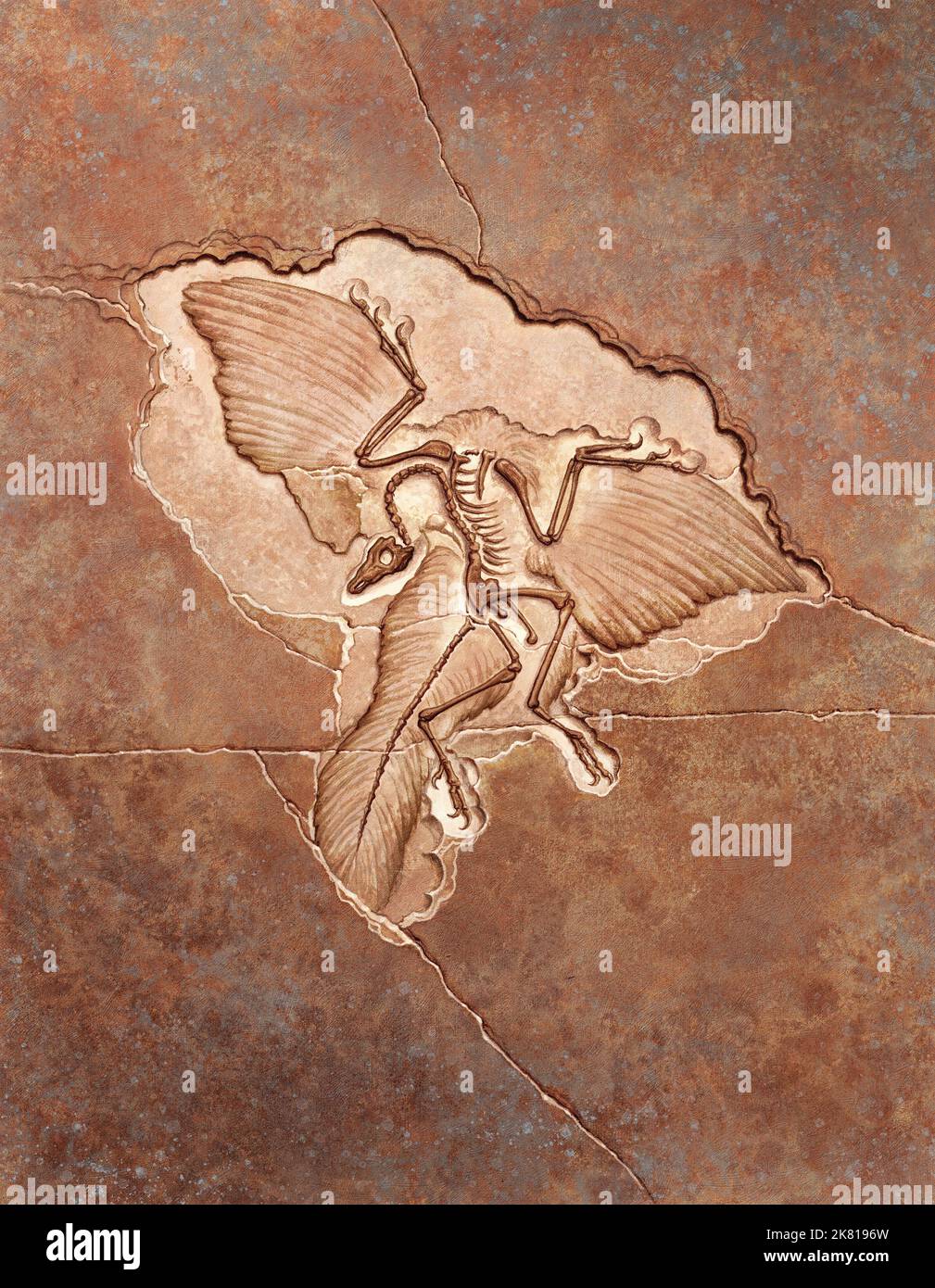 Archaeopteryx Imprint Illustration Stock Photo