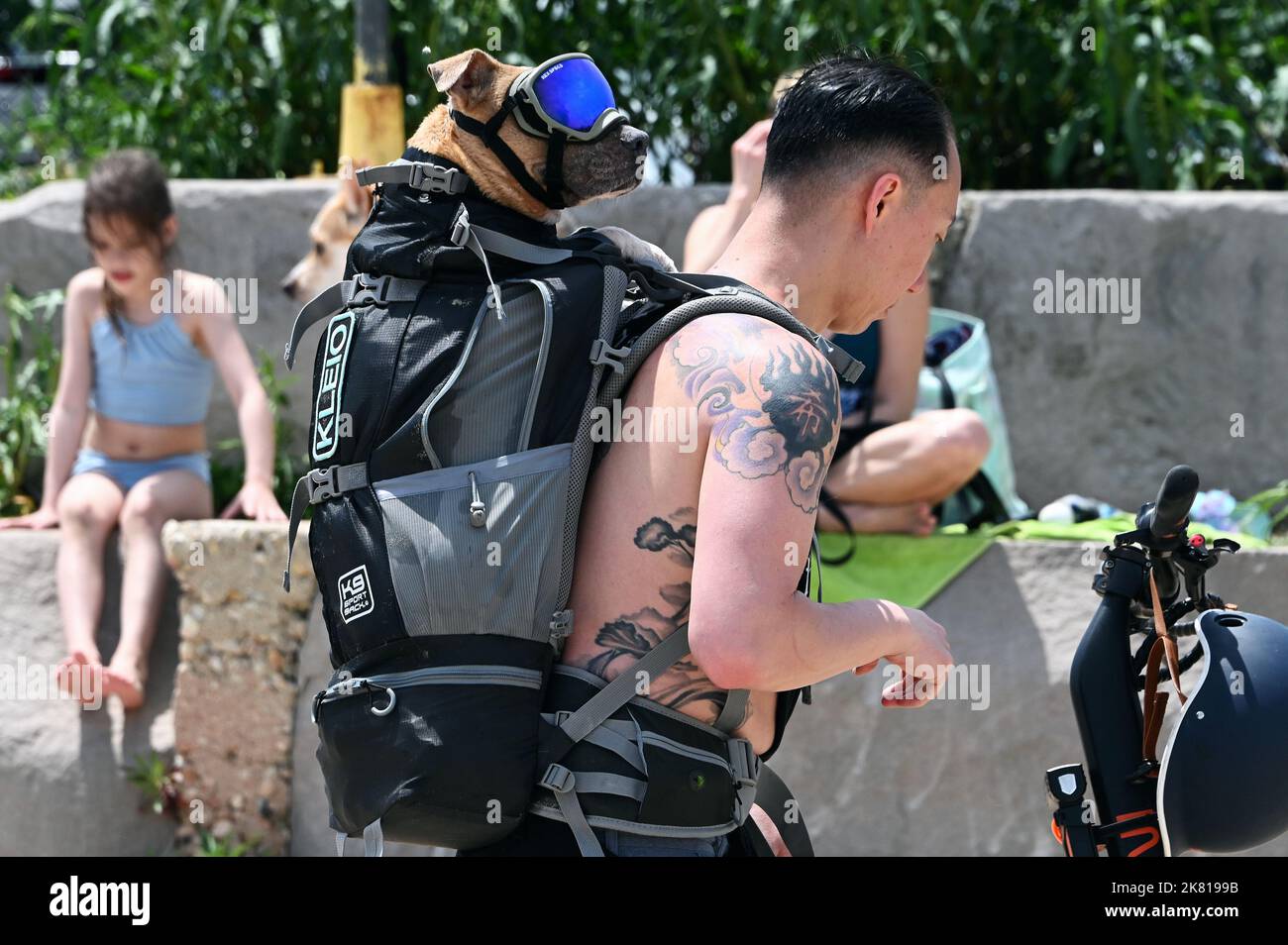 Hund mit Brille im Rucksack am Montrose Dog Beach, Lake Michigan; Chicago, Illinois, Vereinigte Staaten von Amerika Stock Photo