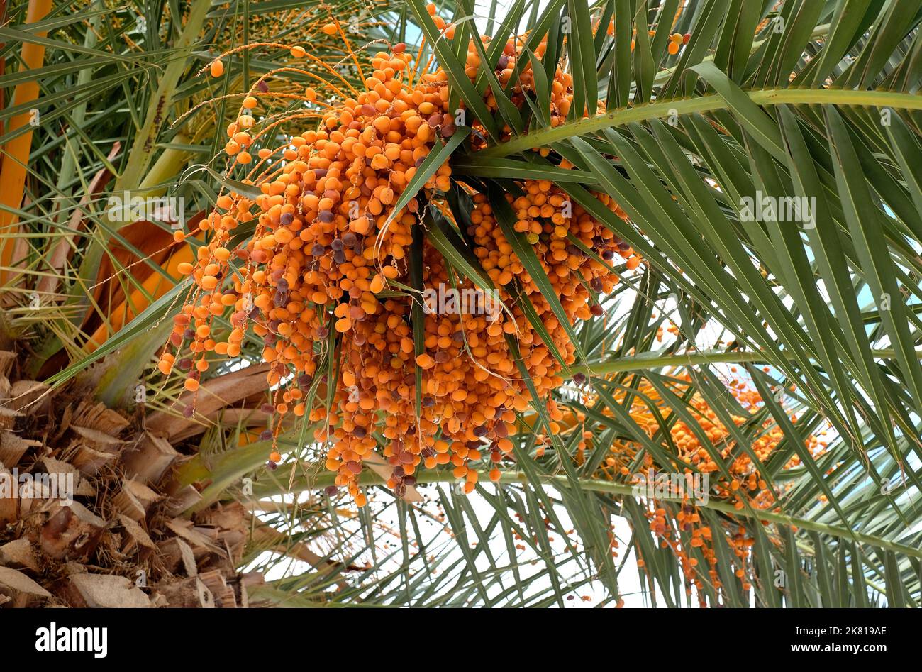 Palm dates on tree puglia southern italy stock photo alamy