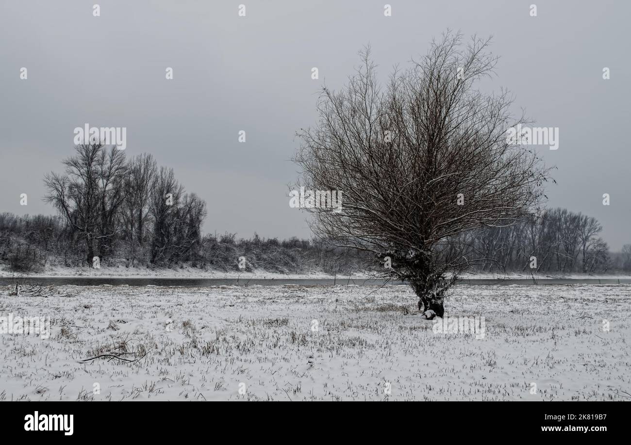 Swamp in winter, misty landscape. A panoramic view of the marsh in a winter foggy day. Stock Photo