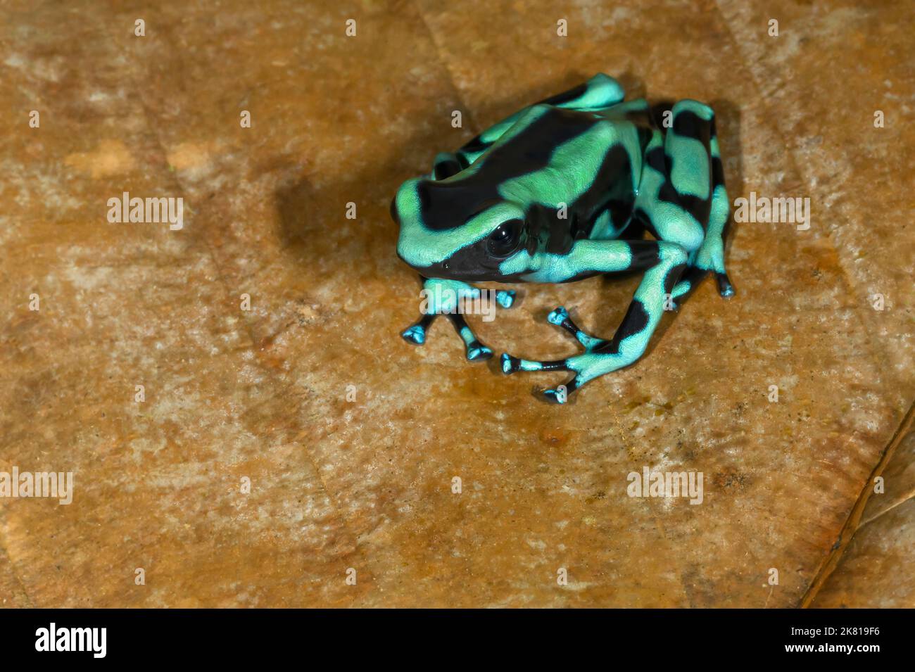 Green and Black Poison Dart Frog (Dendrobates auratus) on a dead leaf, Costa Rica. Stock Photo