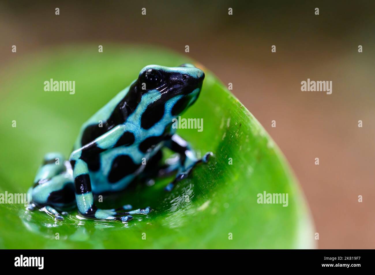 Green and Black Poison Dart Frog (Dendrobates auratus) on a leaf, Costa Rica. Stock Photo