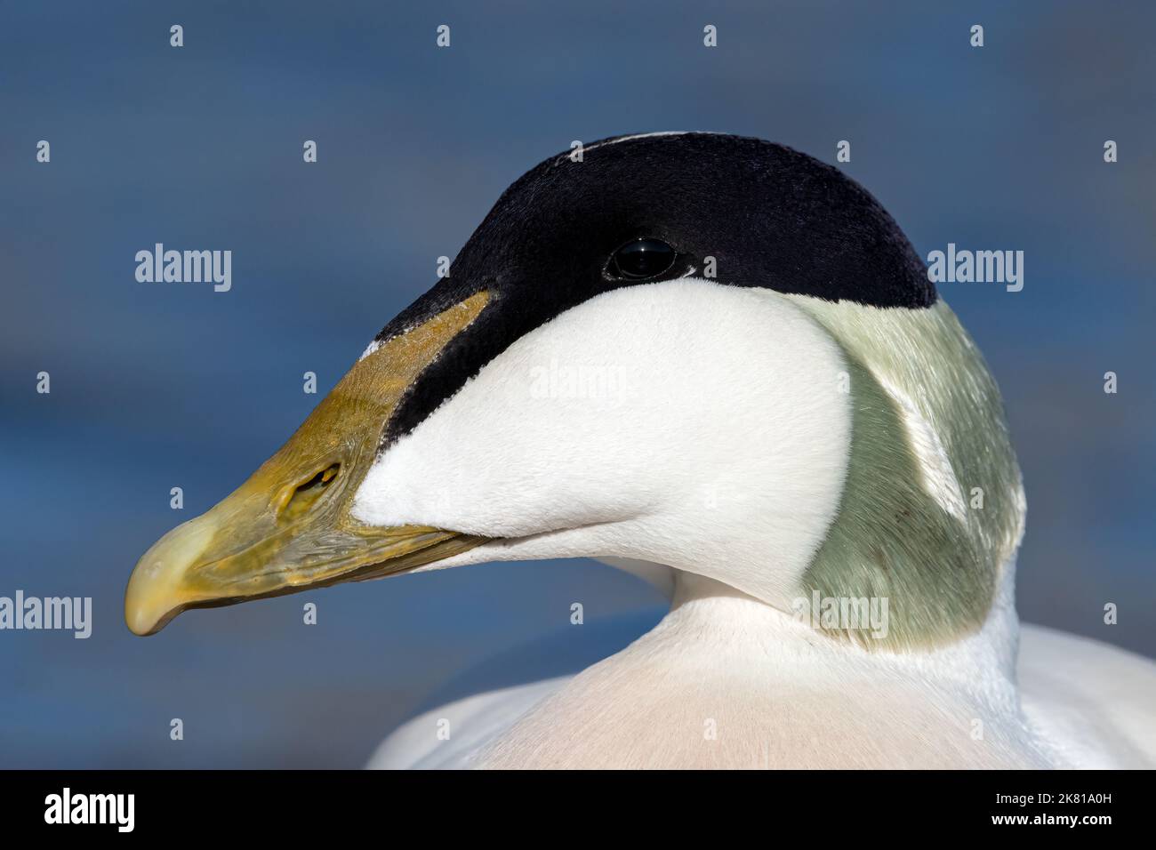 Eider Duck, Somateria mollissima, Drake, male bird in breeding plumage, Drake portrait  Northumberland  March Stock Photo