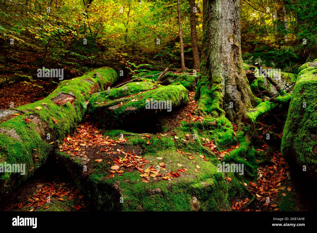 Nature landscape. Beautiful mountain wild Forest in fall with moss cover stones. Forest autumn landscape. Scenery of nature Stock Photo
