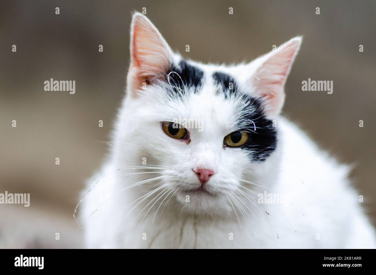 Portrait of a black and white cat in its natural environment Stock ...