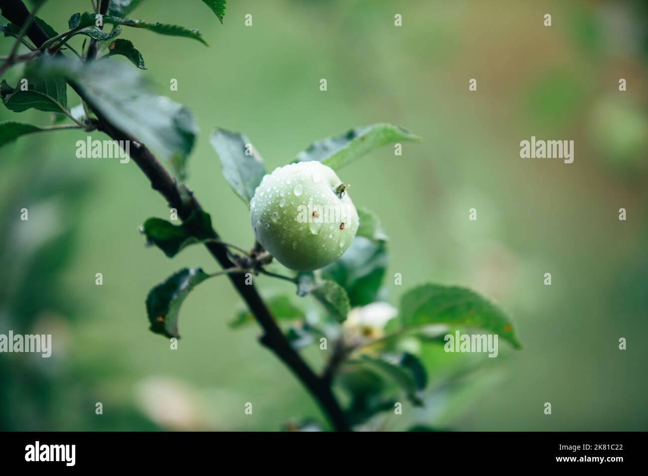 green apple on a tree branch Stock Photo - Alamy