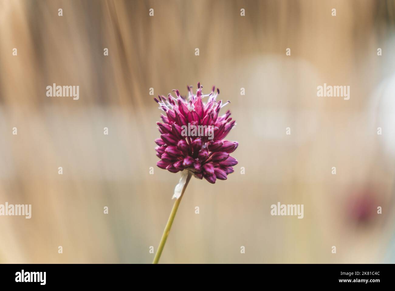 A closeup shot of a round-headed garlic (Allium rotundum) on a blurred background Stock Photo