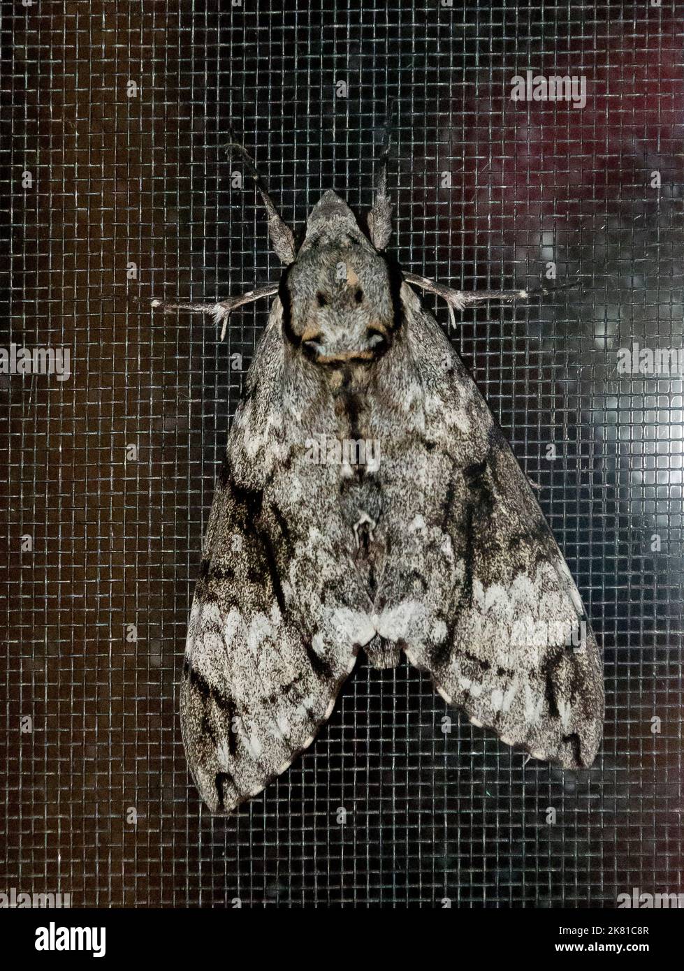 Common Australian Privet Hawk moth, psilogramma menephron, with intricate monotone markings. Stock Photo