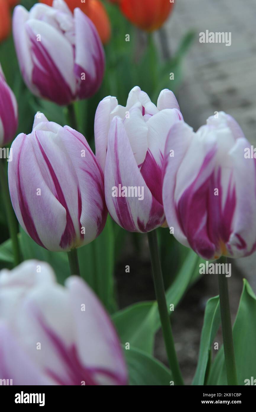 Purple striped flower hi-res stock photography and images - Alamy