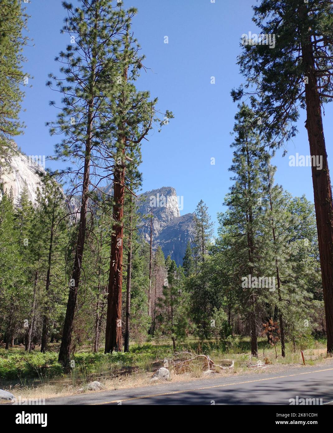 A vertical shot of tall trees in a forest with big rocky mountains in ...