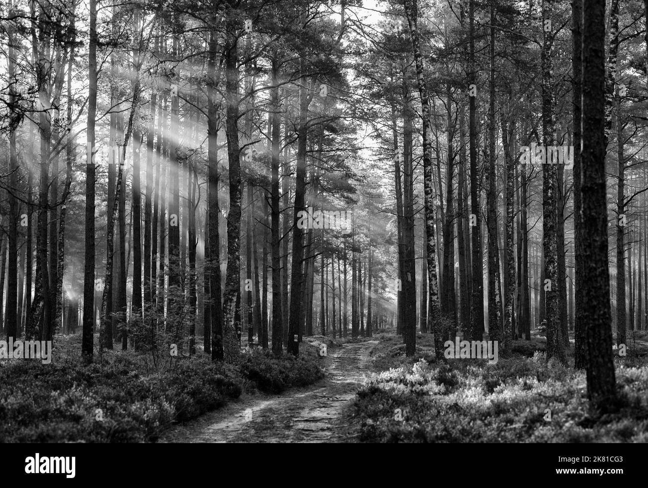 black and white forest landscape in the early morning Stock Photo Alamy