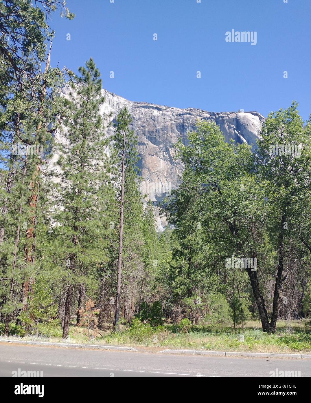A vertical shot of tall trees in a forest with big rocky mountains in ...