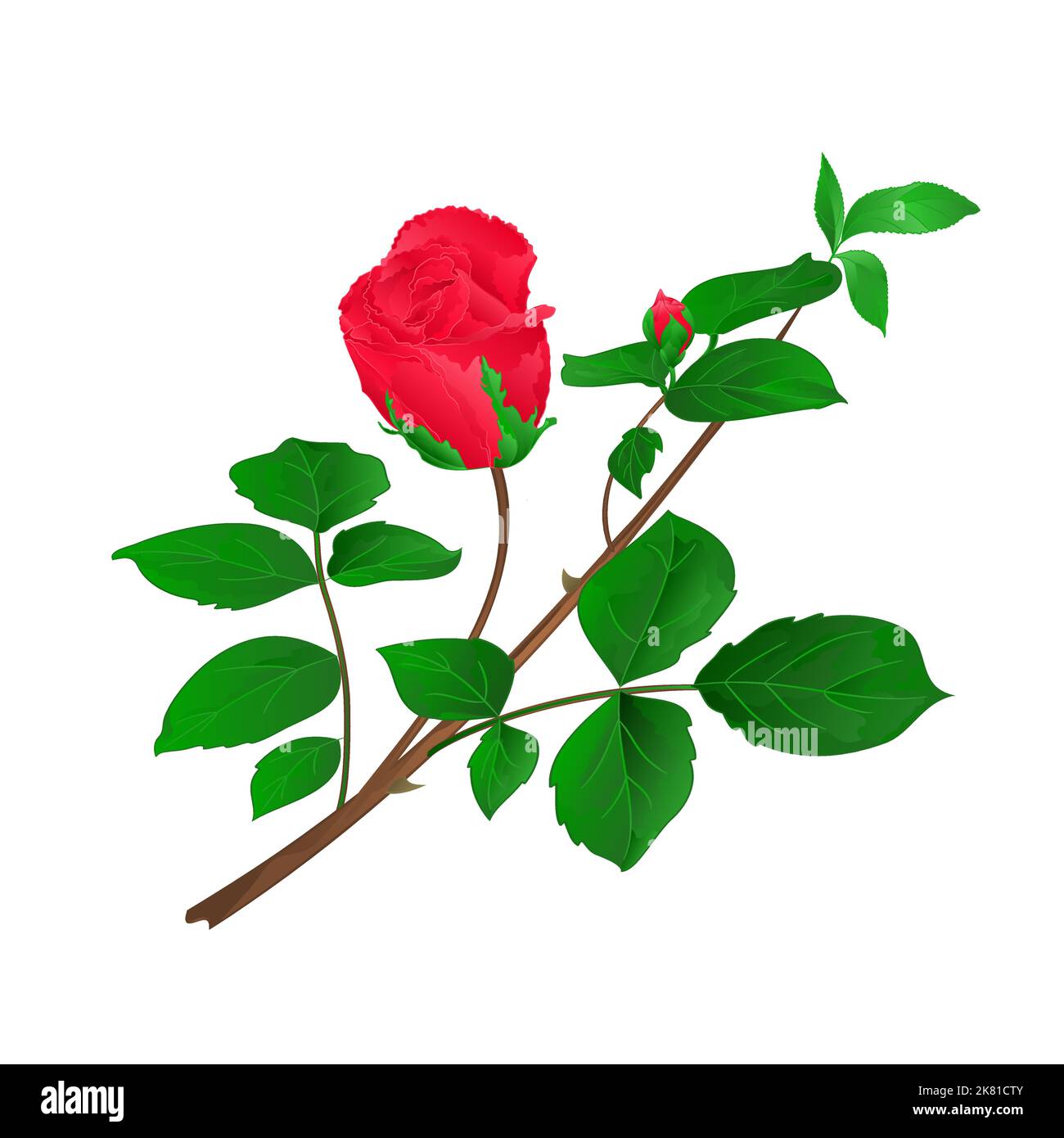 Rosebud red stem with leaves and blossoms vintage vector illustration Stock Vector Image & Art
