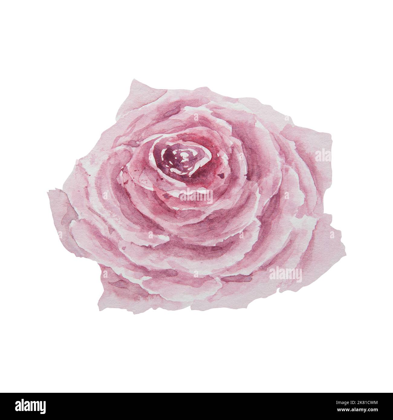Watercolor hand drawn vintage pink rose isolated on white background ...