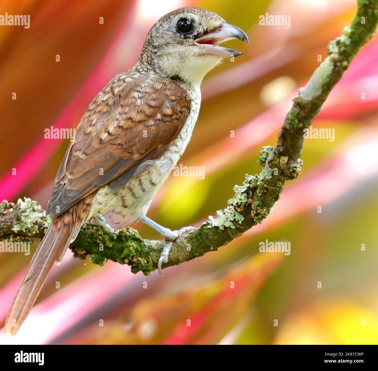 A closeup shot of a tiger shrike on the branch of a tree Stock Photo