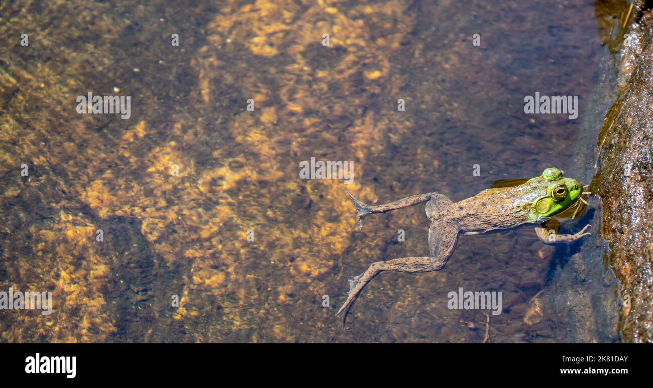 Close-up of a frog floating on the surface of the water. High Falls, Algonquin Provincial Park. Stock Photo