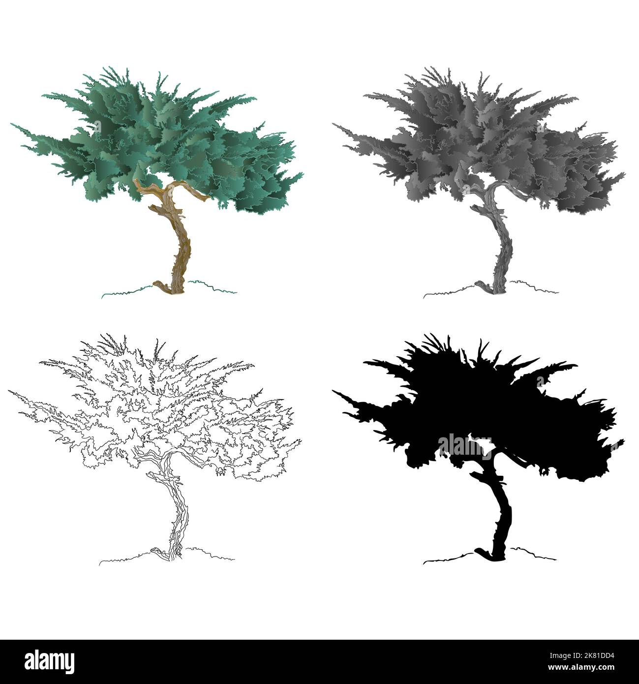 Old tree mountain Cupressus color black and white contour of the silhouette vector Stock Vector