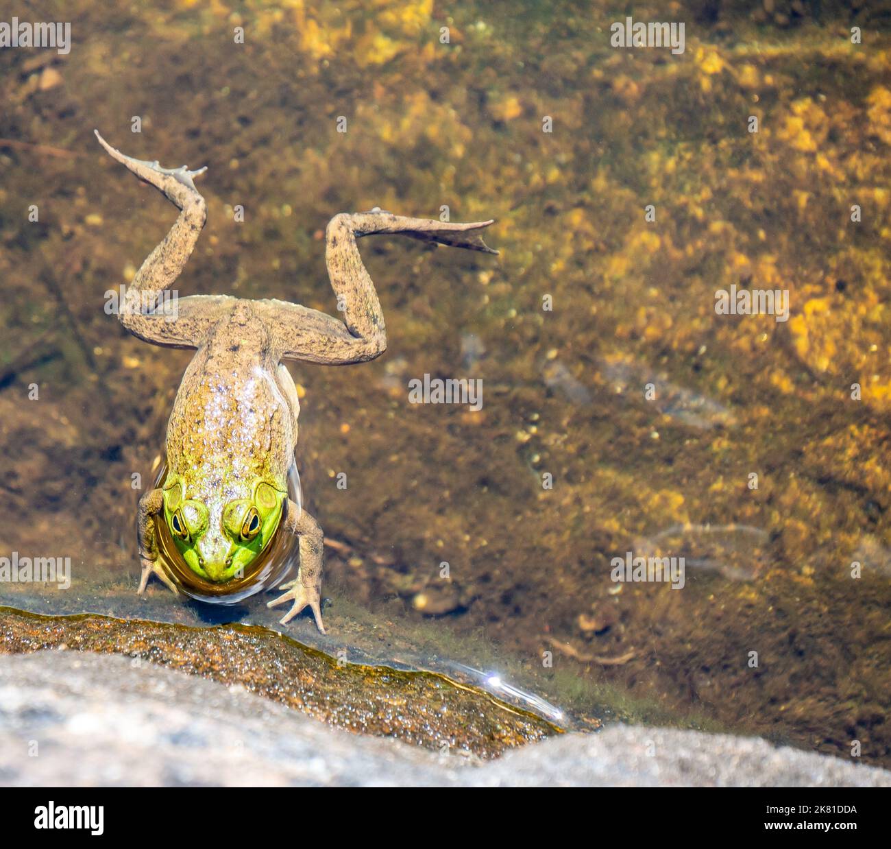 Close-up of a frog floating on the surface of the water. High Falls, Algonquin Provincial Park. Stock Photo