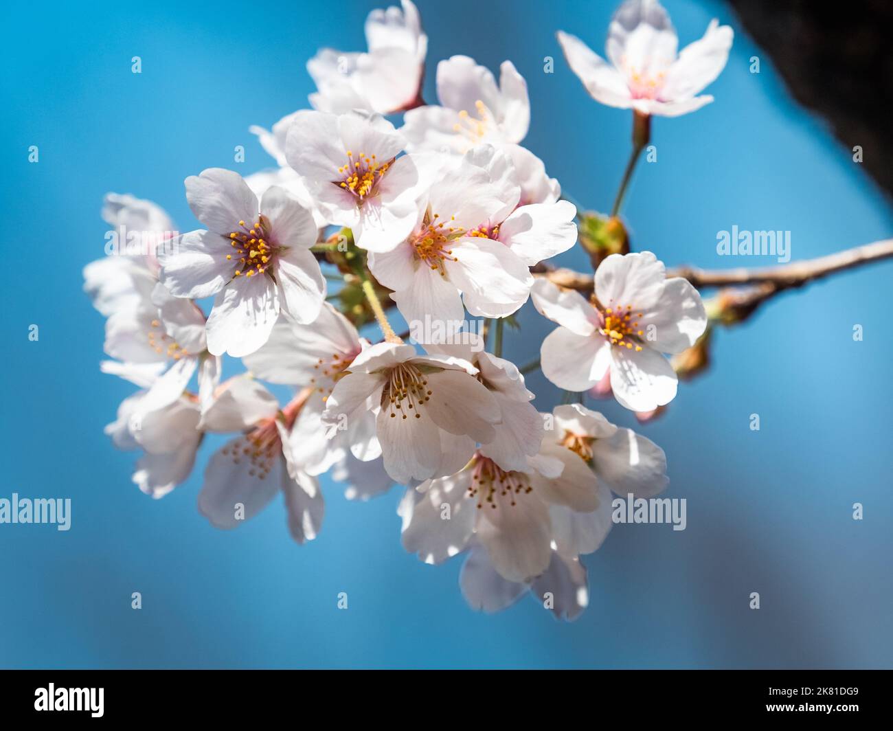 A closeup of white Sakura flowers blossoms against blurred background ...