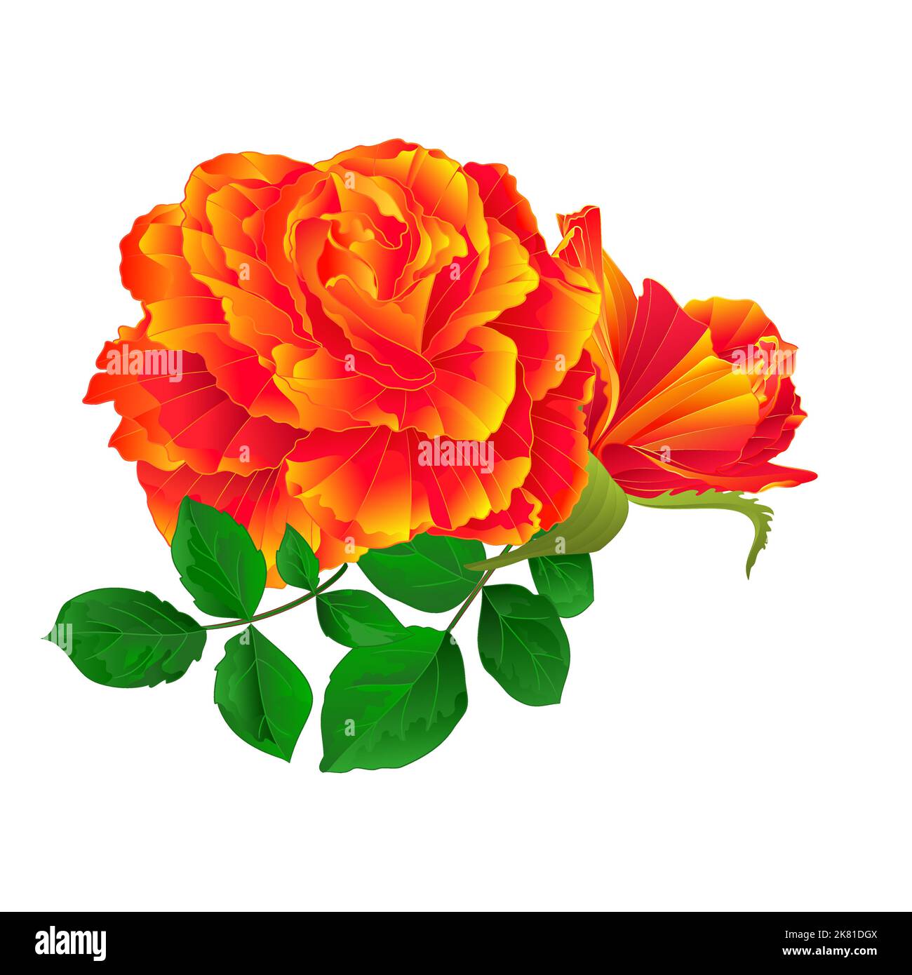 Flower orange rose and bud vintage on a white background vector