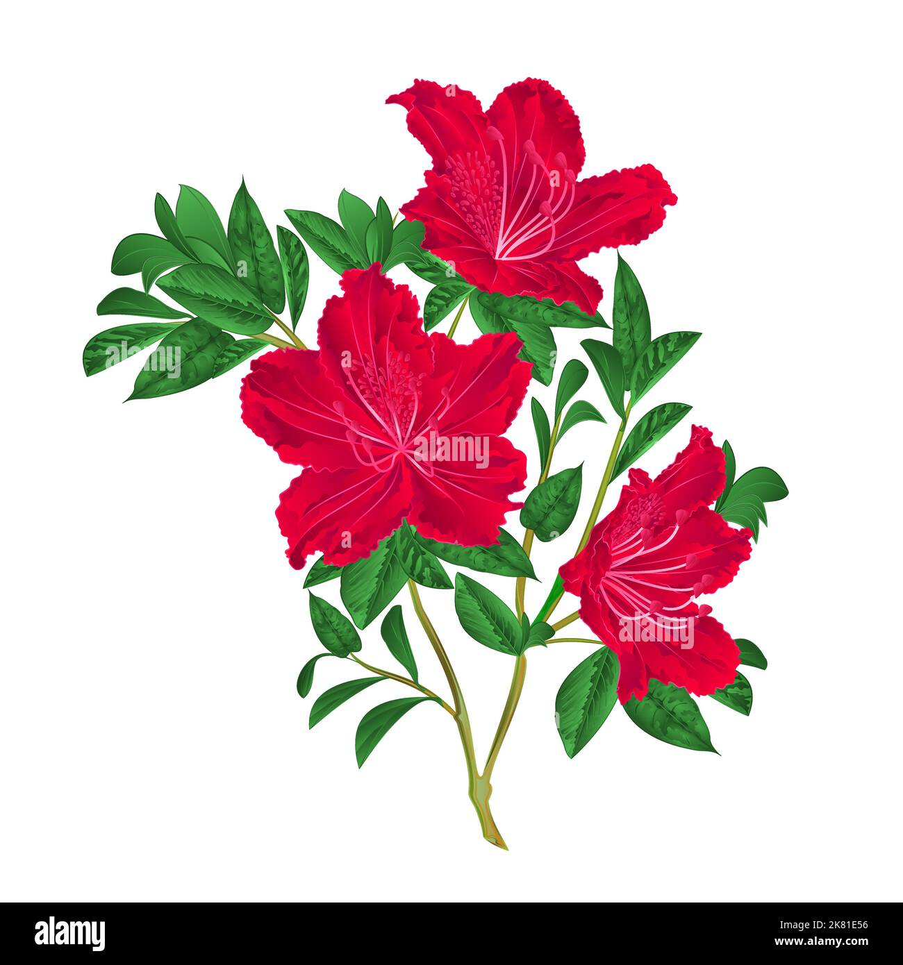 Shub Vector Red rhododendron twig mountain shrub vintage vector illustration Stock ...
