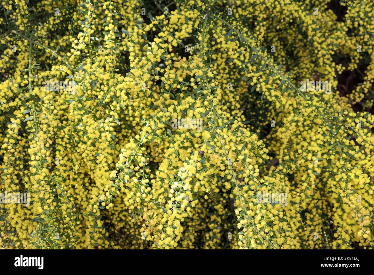Abstract green yellow frame on hi-res stock photography and images - Alamy