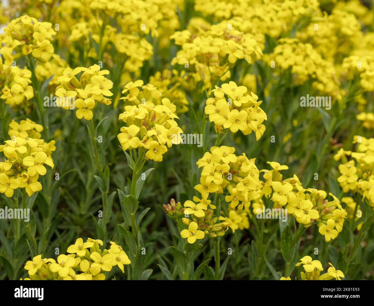 Yellow tree flax flowers in a garden Stock Photo
