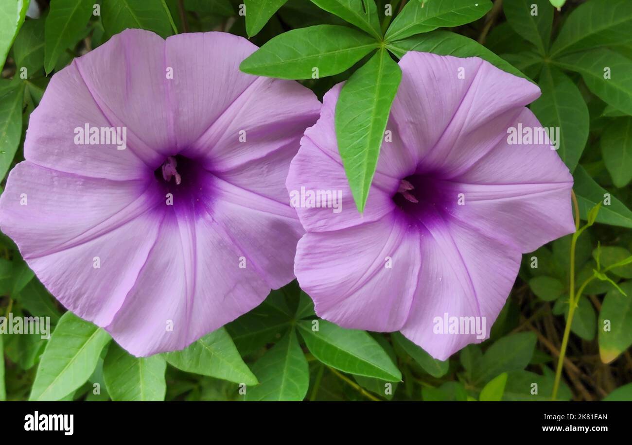 Cairo morning glory hi-res stock photography and images - Alamy