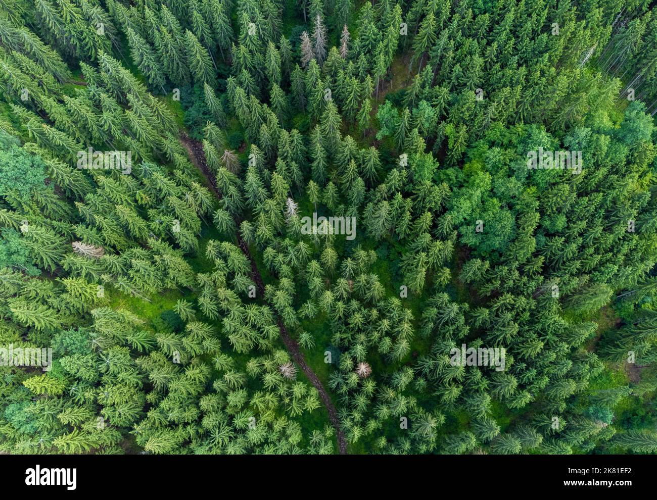 An aerial shot of a dense forest full of tall trees Stock Photo - Alamy