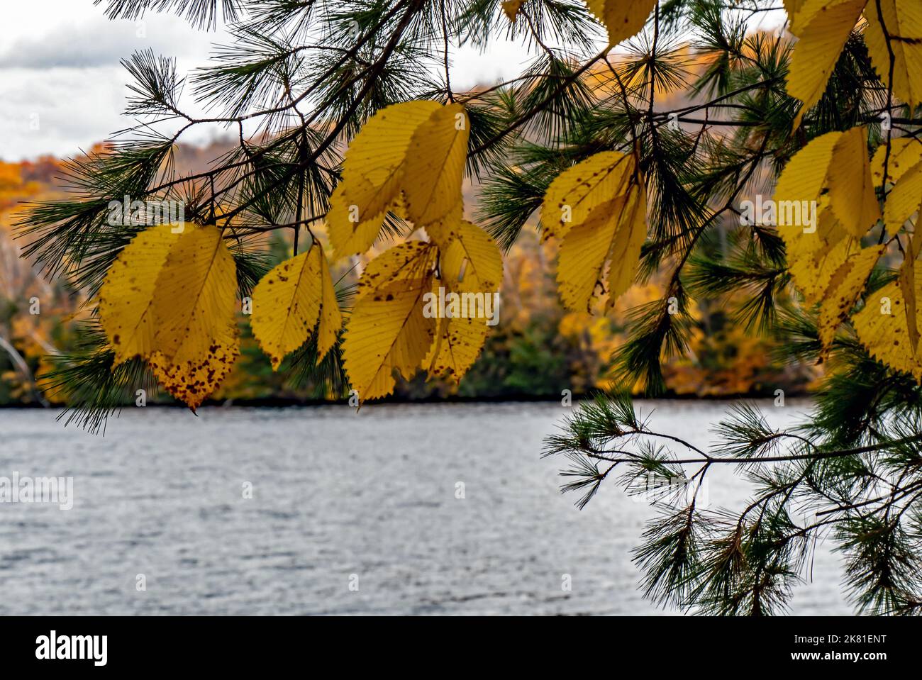 Close-up of yellow autumn leaves and a pine branch that is growing by a riverbank on a cold day in October with a river and forest in the background. Stock Photo