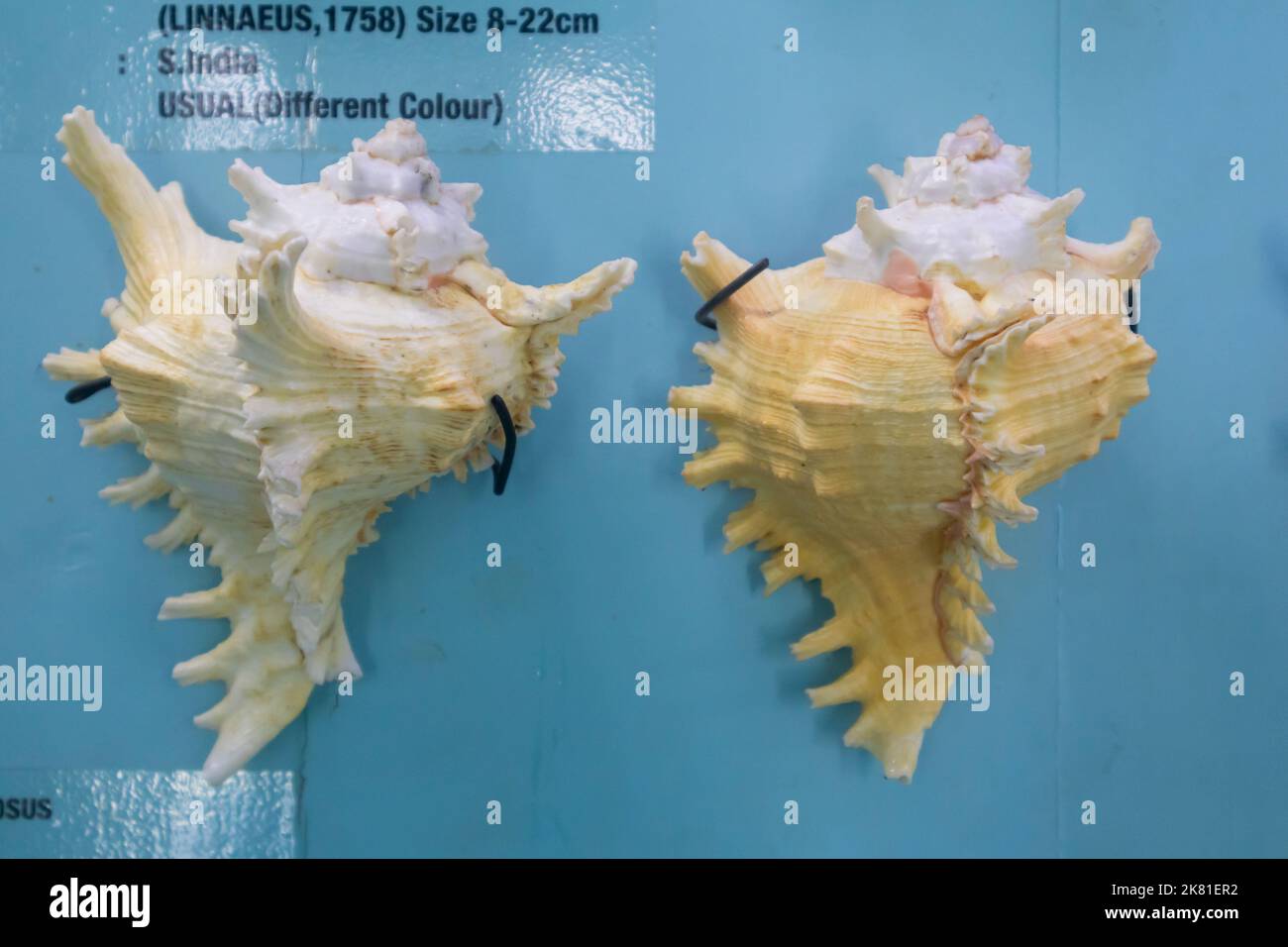Photo of Raw Seashell in the Mallapuram India Seashell Museum, Chennai Stock Photo