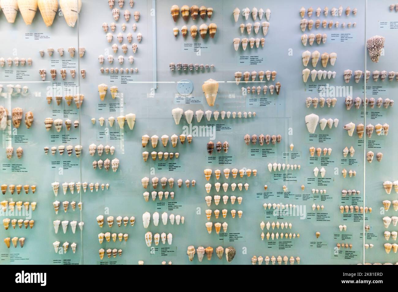 Photo of Various Seashell in the Mallapuram India Seashell Museum, Chennai Stock Photo