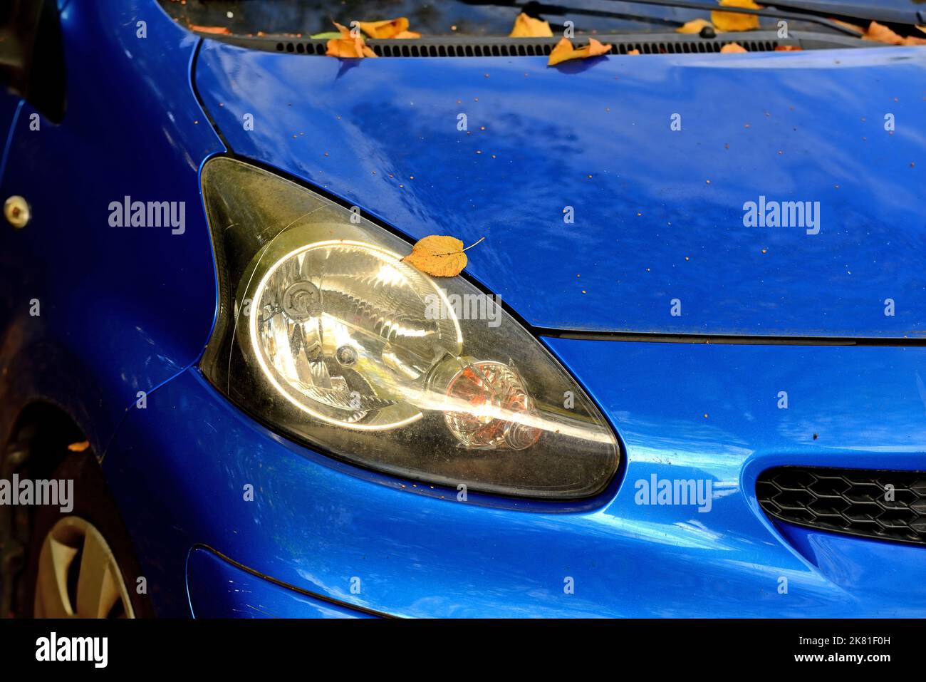 autumnal colored leaves on a blue car Stock Photo